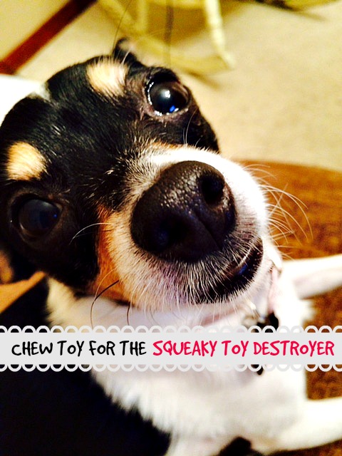 CHEW TOY FOR THE “SQUEAKY TOY DESTROYER”